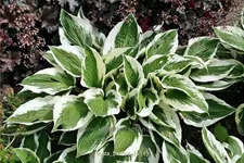 Hosta x fortunei 'Patriot'