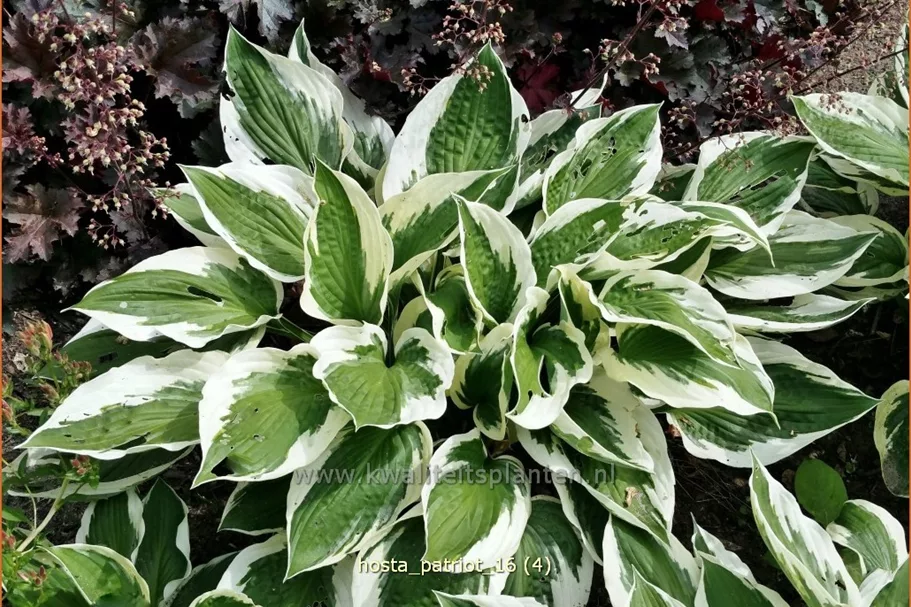 Hosta x fortunei 'Patriot'