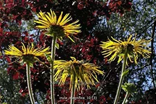 Inula magnifica