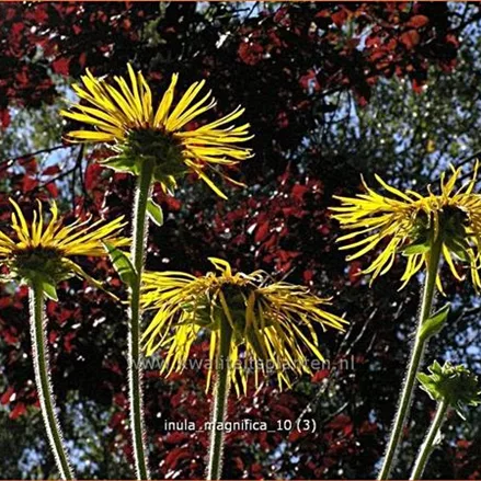 Inula magnifica