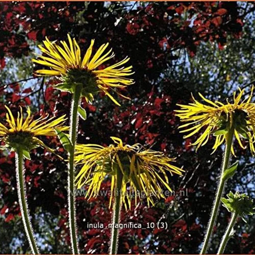 Inula magnifica