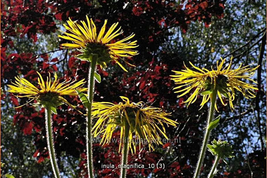 Inula magnifica