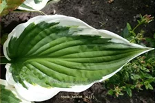 Hosta x fortunei 'Patriot'