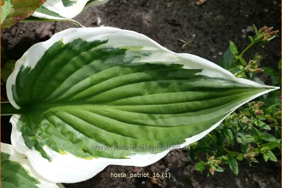 Hosta x fortunei 'Patriot'