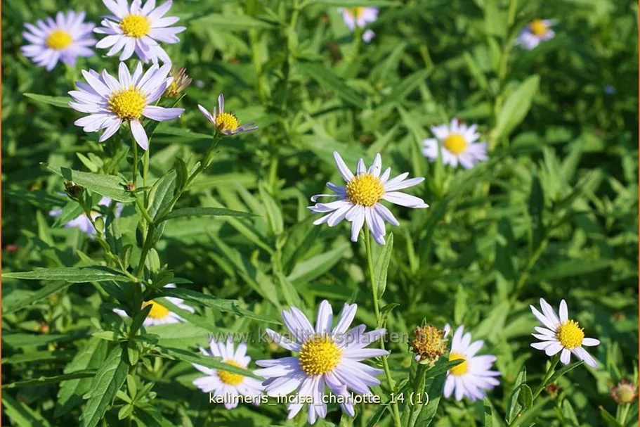 Kalimeris incisa 'Charlotte'