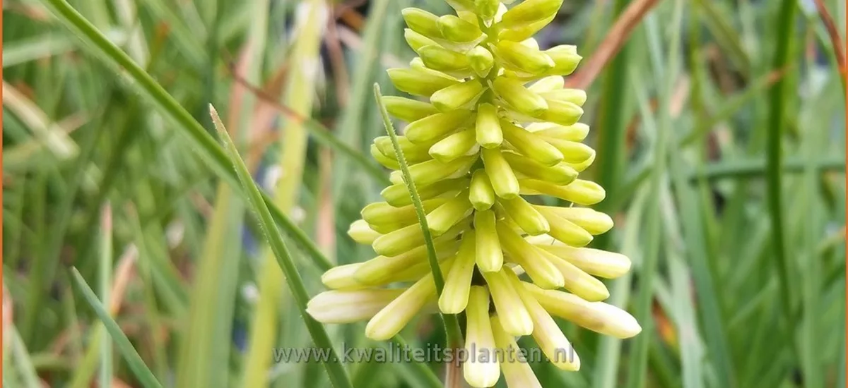 Kniphofia citrina