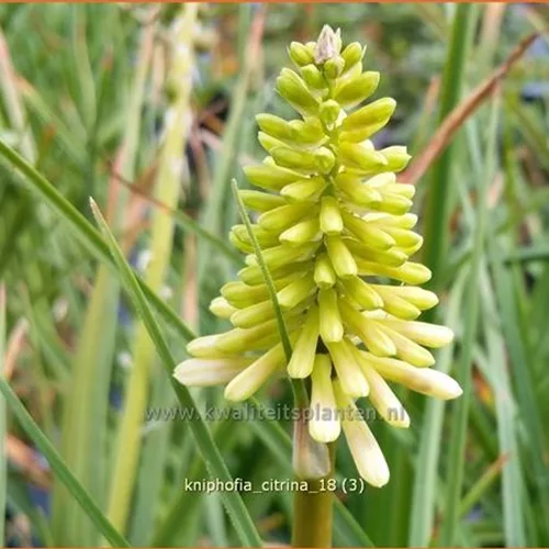 Kniphofia citrina