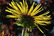 Inula magnifica