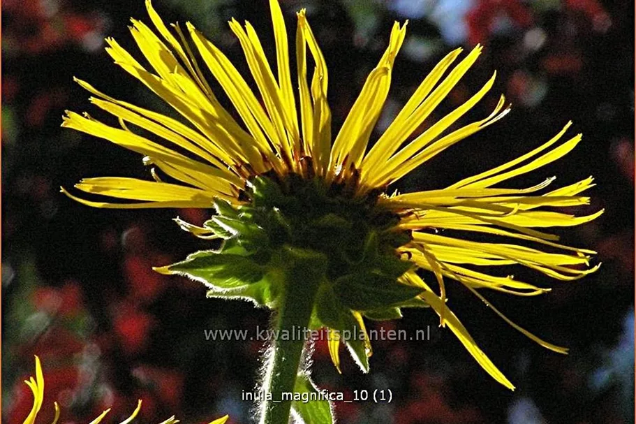 Inula magnifica