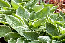 Hosta x fortunei 'Patriot'