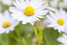 Kalimeris incisa 'Charlotte'