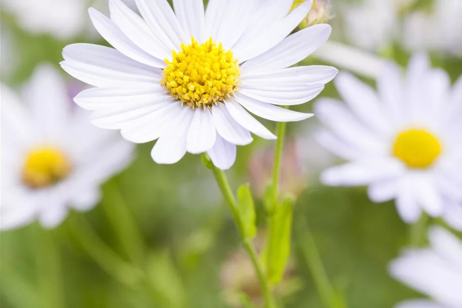 Kalimeris incisa 'Charlotte'