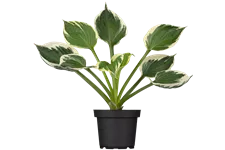 Hosta x fortunei 'Patriot'