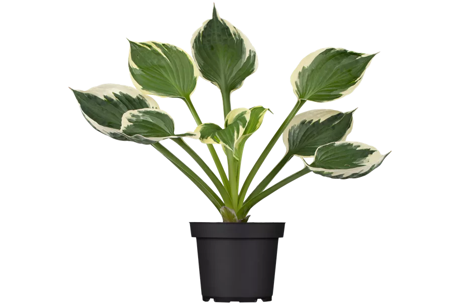 Hosta x fortunei 'Patriot'