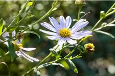 Kalimeris incisa 'Charlotte'