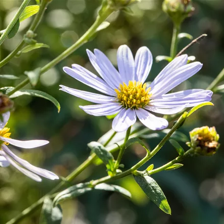 Kalimeris incisa 'Charlotte'