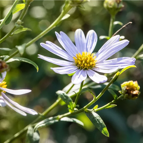Kalimeris incisa 'Charlotte'