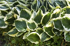 Hosta x fortunei 'Patriot'