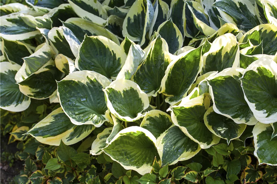 Hosta x fortunei 'Patriot'