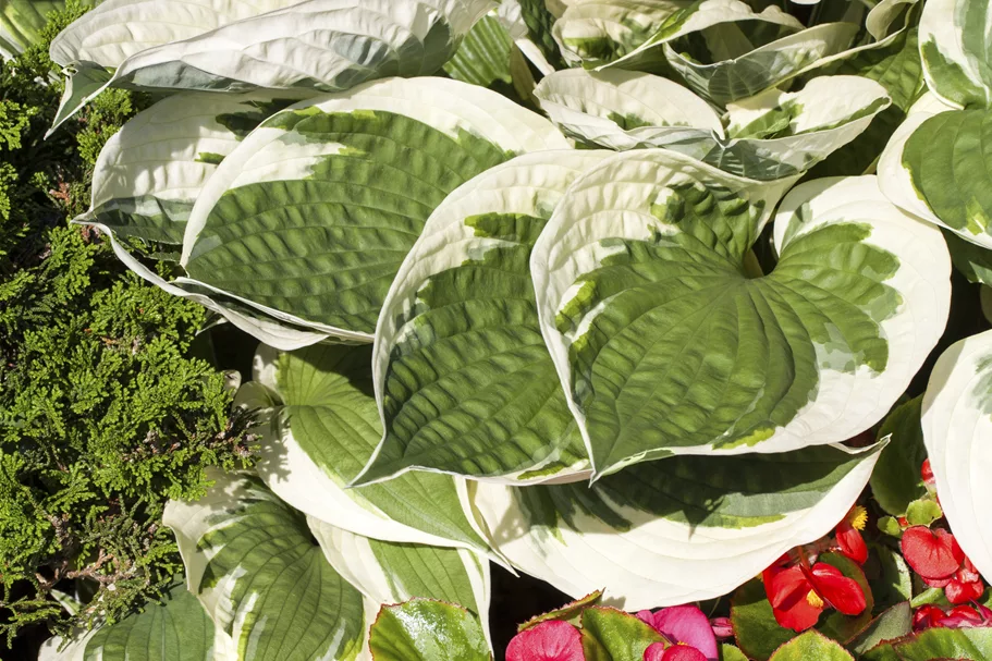 Hosta x fortunei 'Patriot'
