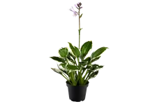 Hosta x fortunei 'Patriot'