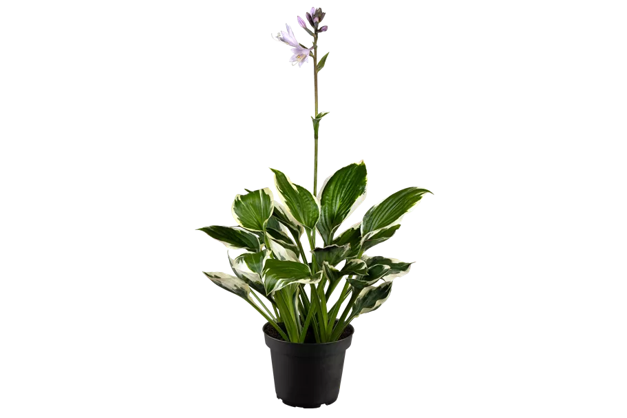 Hosta x fortunei 'Patriot'