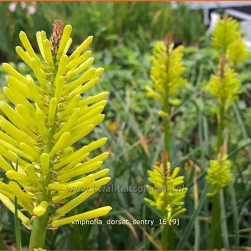 Kniphofia 'Dorset Sentry'