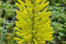 Kniphofia 'Dorset Sentry'