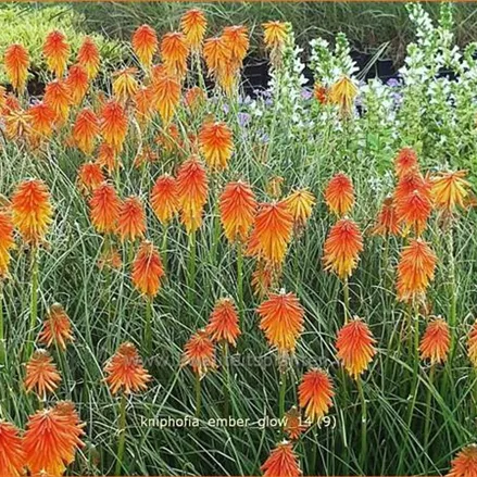 Kniphofia 'Ember Glow'