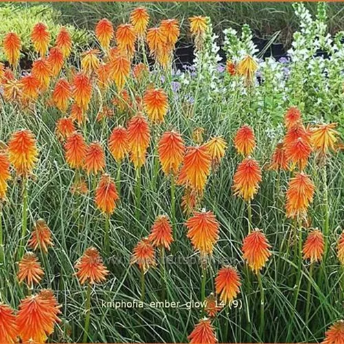 Kniphofia 'Ember Glow'