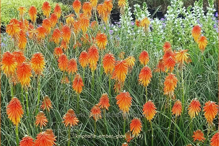 Kniphofia 'Ember Glow'
