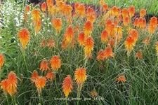 Kniphofia 'Ember Glow'