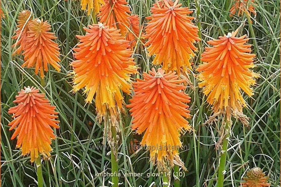 Kniphofia 'Ember Glow'