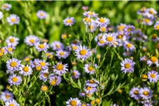 Kalimeris incisa 'Jürgen Wever'