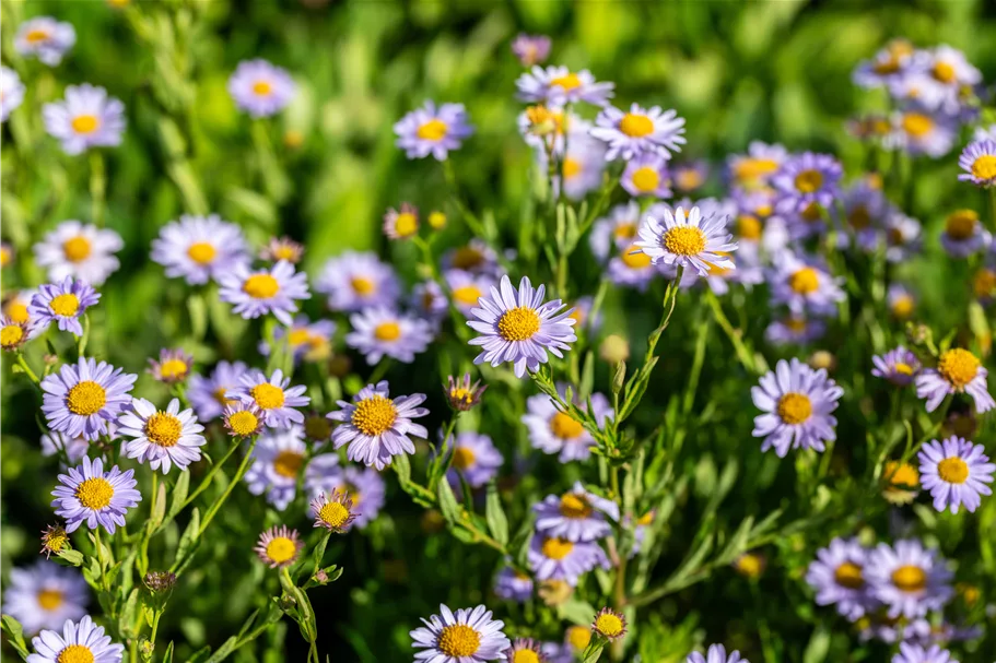 Kalimeris incisa 'Jürgen Wever'