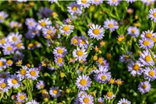 Kalimeris incisa 'Jürgen Wever'