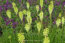 Kniphofia uvaria 'Green Jade'