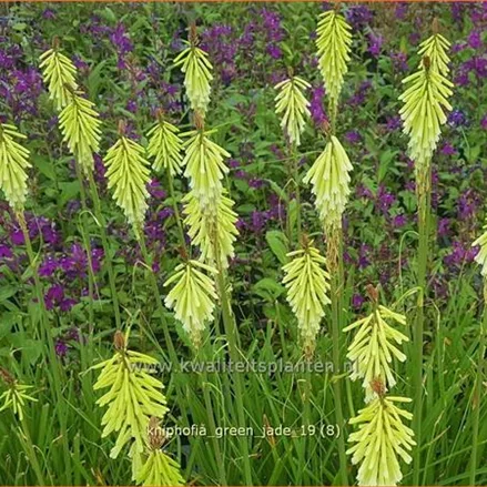 Kniphofia uvaria 'Green Jade'
