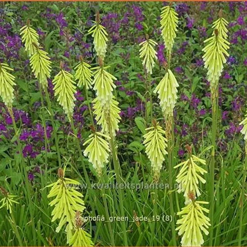 Kniphofia uvaria 'Green Jade'