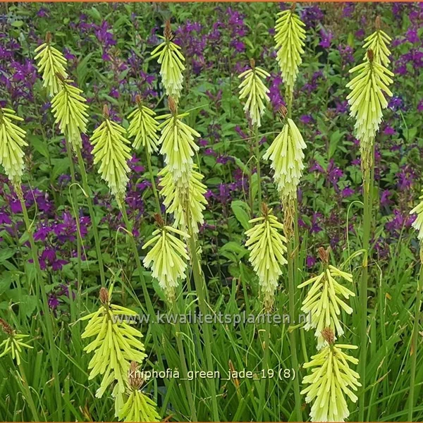 Kniphofia uvaria 'Green Jade'