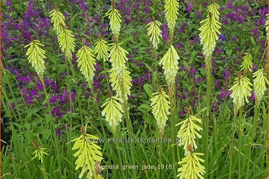 Kniphofia uvaria 'Green Jade'