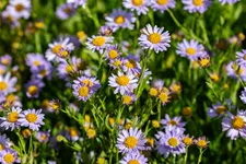 Kalimeris incisa 'Jürgen Wever'