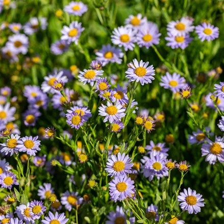 Kalimeris incisa 'Jürgen Wever'