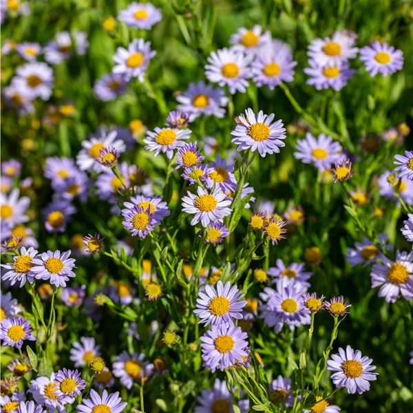 Kalimeris incisa 'Jürgen Wever'