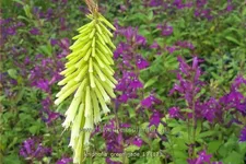 Kniphofia uvaria 'Green Jade'