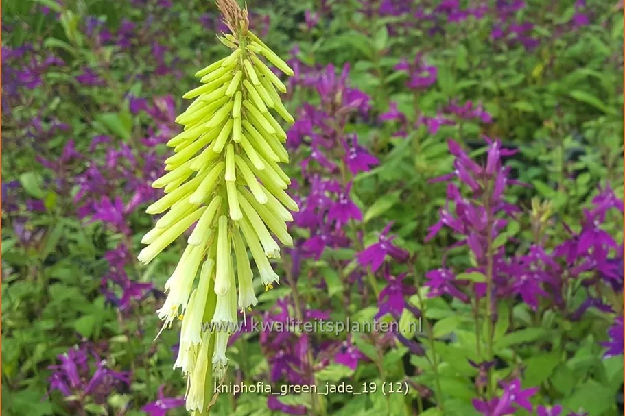 Kniphofia uvaria 'Green Jade'