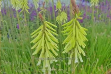 Kniphofia uvaria 'Green Jade'