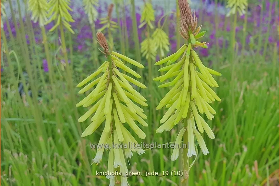 Kniphofia uvaria 'Green Jade'