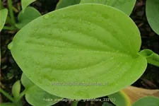 Hosta plantaginea 'Grandiflora'