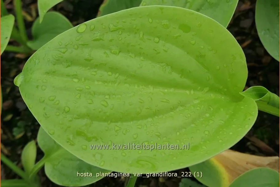 Hosta plantaginea 'Grandiflora'